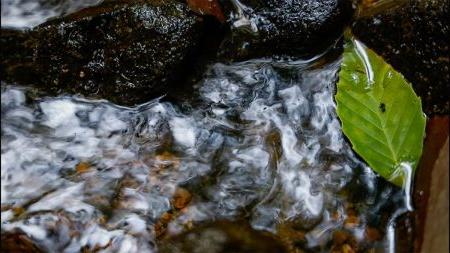 Green leaf floating in stream.